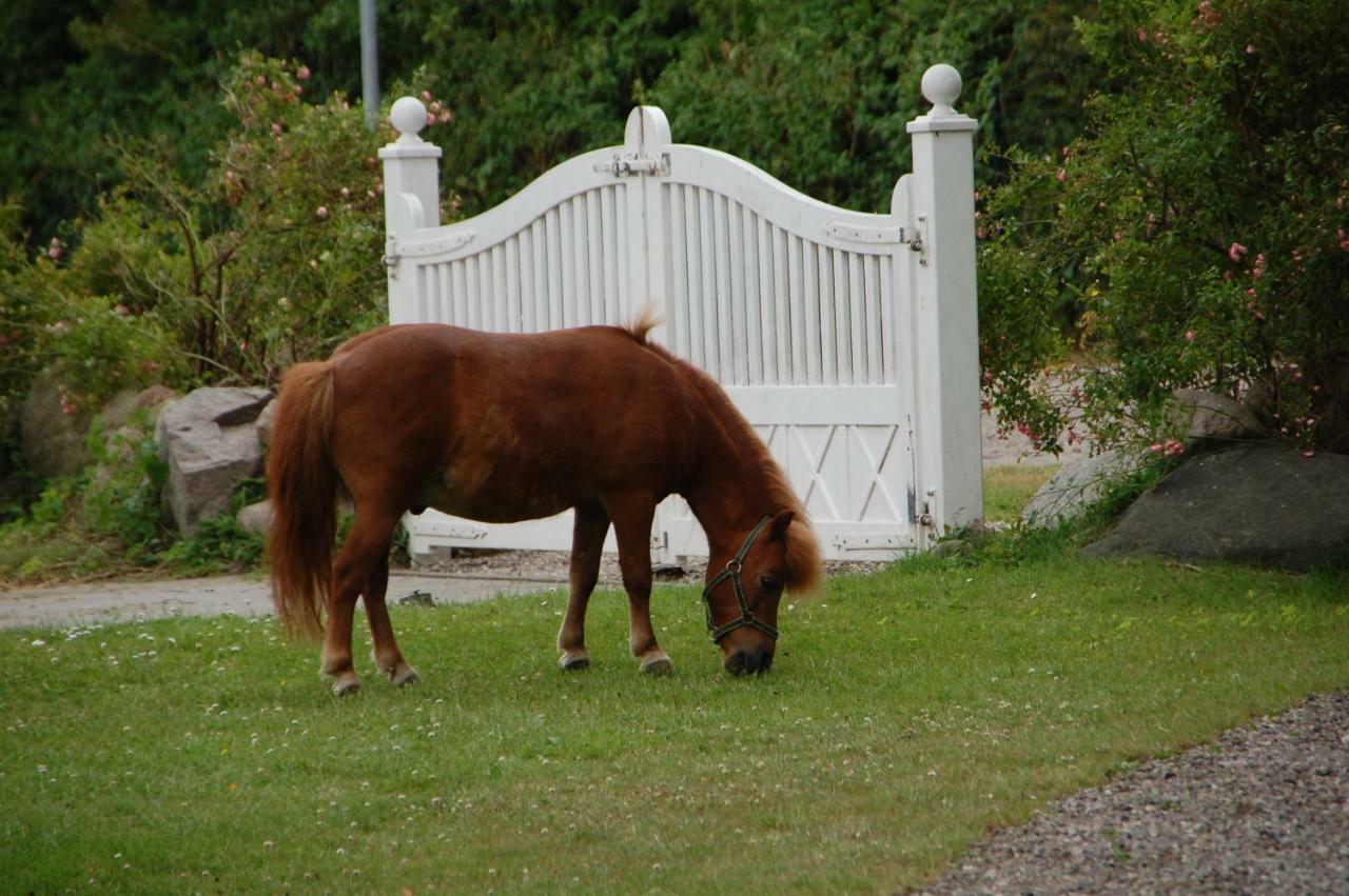 Ostseepferdehof Neukirchen  Exterior foto